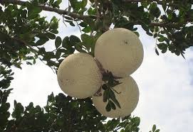 Fruit trees require a lot of labor up front and you may not get a harvest for several years. Wood Apple Farming Bael Information Guide Agri Farming