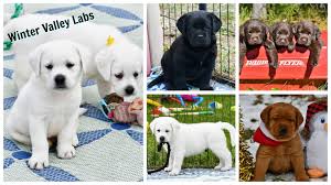 English Lab Puppies Winter Valley Labs English Lab Puppies