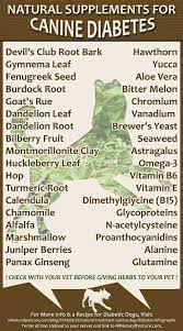 Natural Treatment Of Canine Diabetes With Infographic