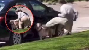 🚨 #Global | Cruel maltrato animal: cuidadora de mascotas es ...