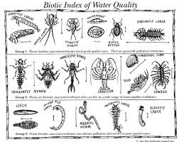 Benthic Macroinvertabrates Environmental Education Nature