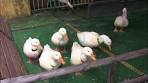 Japanese Duck Racing