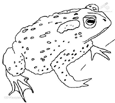 Frog and lotus coloring page. 1001 Coloringpages Animals Frog Frog Coloring Page