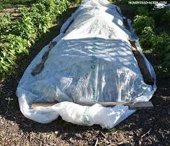 We did not find results for: How To Protect Your Vegetable Garden From Frost Homestead Acres