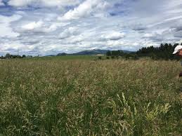 Tall fescue is a very adaptable grass that can grow in wet or dry conditions as well as low or high fertility. Cache Meadow Brome Bromopsis Biebersteinii Great Basin Seeds