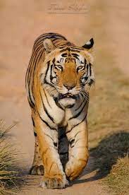 Male Tiger Of Kanha Photo Of The Day Tiger Walking Tiger Tiger Wallpaper