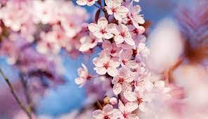 50 Lovely Cherry Blossom Wallpapers To Brighten Your Desktop Naldz Graphics Cherry Blossom Wallpaper Japanese Cherry Blossom Cherry Blossom Tree