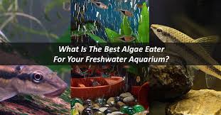 You can't let this happen. Best Algae Eaters For A Balanced Freshwater Aquarium Nualgi Aquarium