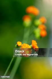 Image result for Emilia coccinea