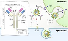 Now people can refer themselves. Hunting For Antibodies To Combat Covid 19