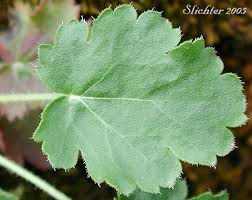 Image result for Cyathula cylindrica