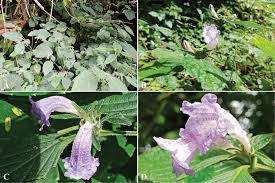 Image result for Strobilanthes