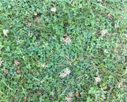 Besides making a lawn look unattractive and unkempt, lawn weeds can complete with grass for nutrients and moisture. Weed Identification Guide With Images Perfect Ground Solutions Ltd