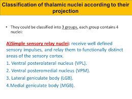 The vpl relays sensory inputs from the body to. Thalamus Ppt Video Online Download