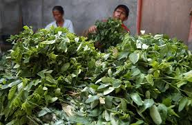 We did not find results for: Tidak Hanya Untuk Melancarkan Asi Ini 5 Khasiat Daun Katuk