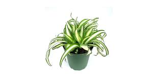 Image result for Chlorophytum stolzii