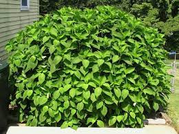 Hydrangea Wont Flower Uk Best Flower Wallpaper