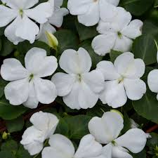 Image result for Impatiens briartii