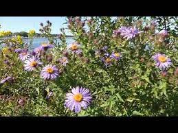 New England Aster Symphyotrichum Novae Angliae Is Wild Edible And Nutritious Food Identify New England Ast Elderberry Flower Pansies Flowers Edible Flowers