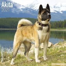 A pair of brothers who own a large ranch in montana are pitted against each other when one of them gets married. Akita Calendar Dog Breed Calendars 2020 2021 Wall Calendars 16 Month By Avonside Megacalendars 9781785808326 Amazon Com Books