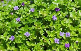 Image result for foto bacopa