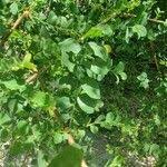 Image result for Phyllanthus paxii