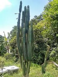 Peruvian apple aka cereus peruvianus and cereus monstrose cuttings approx 6 and 12 inches in length. 20 Cereus Peruvianus Repandus Peruvian Apple Cactus Seeds 3 00 Picclick