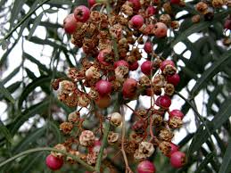 Image result for Schinus molle