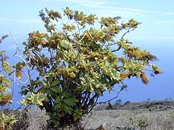 Image result for Bocconia arborea
