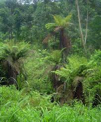 Image result for Cyathea dregei