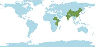 Image result for Urochloa semiundulata