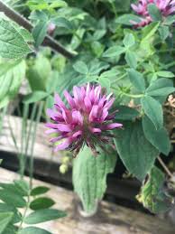 Image result for Trifolium