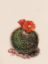 Alibaba.com offers 1,236 cactus plant for sale products. 820 Botanicals Flowers Insects Ideas In 2021 Botanical Illustration Botanical Prints Botanical Art