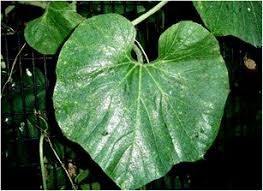 Image result for Lagenaria breviflora