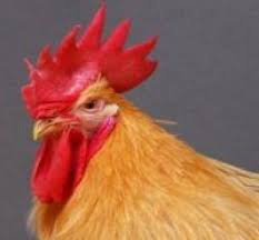 La grippe aviaire est en train de causer la mort de millions d'oiseaux en europe. Un Poulet Modifie Pour Resister A La Grippe Sciences Et Avenir