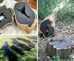 Image result for Dalbergia melanoxylon