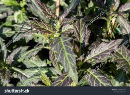 Image result for Gynura pseudochina