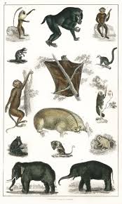 Collection Of Wild Animals From A History Of The Earth And Animated Nature 1820 By Oliver Goldsmith 1730 1774 Digital Animals Wild Animals Animal Drawings