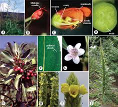 Image result for Pedaliaceae