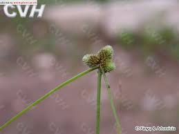 Image result for Lipocarpha chinensis