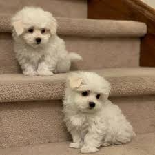 My Creationaizes In 2020 Maltese Puppy Puppies Maltese Puppies For Sale