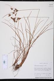 Image result for Fimbristylis dichotoma