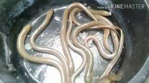 Pilihlah bibit yang sudah seragam, tujuanya ialah supaya belut bisa dipanen secara bersamaan, bibit harus gesit. Budidaya Belut Ii Youtube