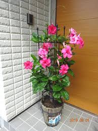 マンデビラ 支柱