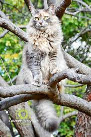 theme motion cats kittens pretty cats