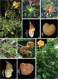 Image result for Malvaceae subfamily Malvoideae