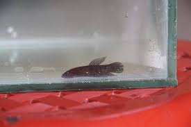 Betta Hendra Wild Caught Wholesale Indonesia Tropical Fish Aquarium Fish Rare Exotic Fish Exporter