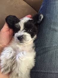 Black And White Coton De Tulear Puppies For Sale Black And White Coton De Tulear 9wks