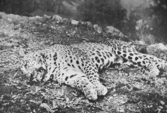 Leopard of Panar which alleged to killed and eaten about 400 people in the Kumaon District of Northern India then hunted down by famous hunter and author Jim Corbett in 1910 -