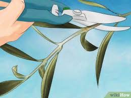 Select a spot that gets six hours of full sun each day and is protected from wind. How To Grow An Olive Tree From A Pit With Pictures Wikihow